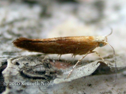 Argyresthia albistria, Kenneth Noble